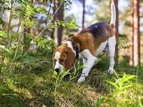 看萌狗最新爆料视频网站,揭秘热门视频网站背后的精彩瞬间 第2张 看萌狗最新爆料视频网站,揭秘热门视频网站背后的精彩瞬间 第2张